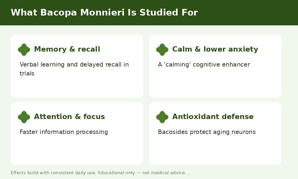 Overview of Bacopa Monnieri benefits — memory and recall, calm, attention, and antioxidant protection