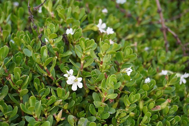 Bacopa Monnieri plant