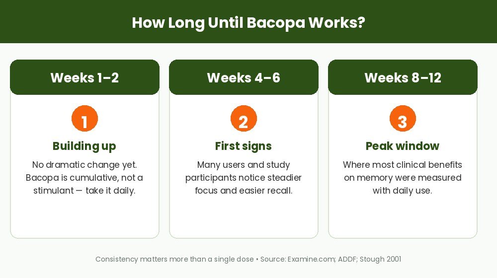 Timeline showing Bacopa Monnieri effects building over weeks 1-2, 4-6 and 8-12 of daily use
