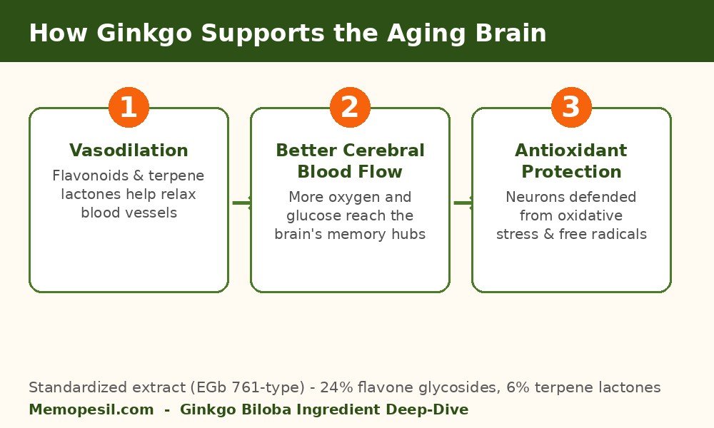 Diagram showing how Ginkgo Biloba supports cerebral blood flow, oxygen delivery and antioxidant protection of neurons