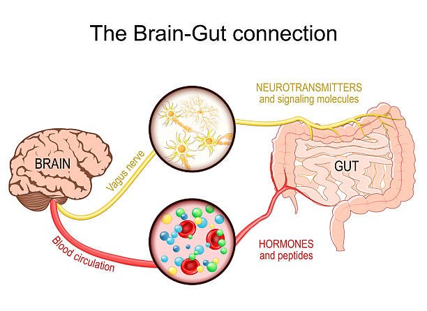 Gut-Brain Axis Diagram