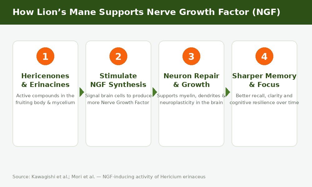 Diagram showing how Lion's Mane hericenones and erinacines stimulate NGF synthesis to support neuron repair and memory
