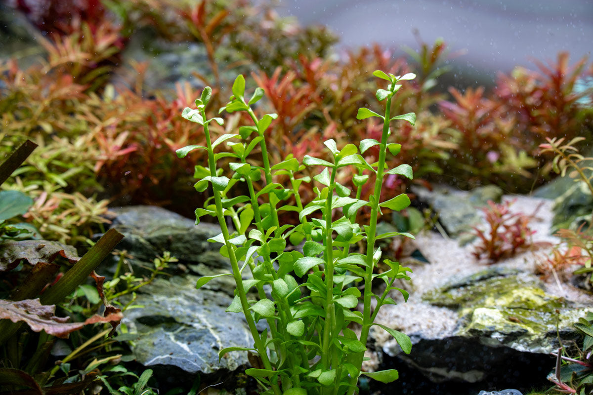 Bacopa Monnieri herb for memory
