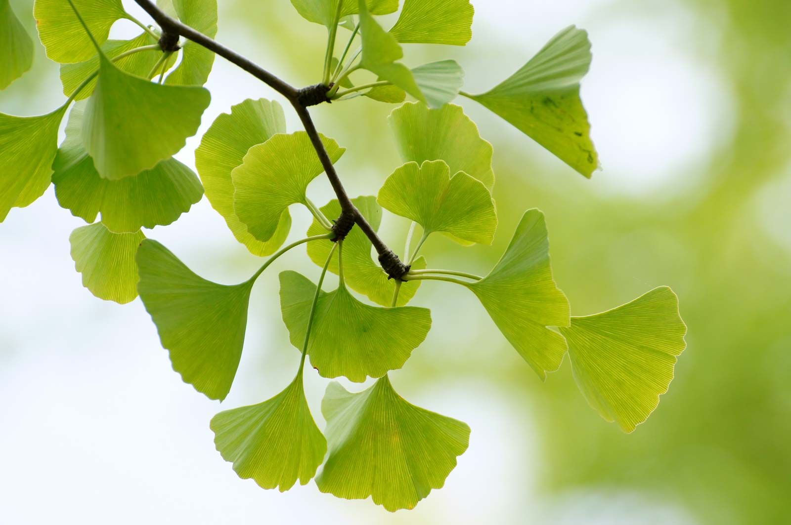 Ginkgo Biloba leaf for brain blood flow