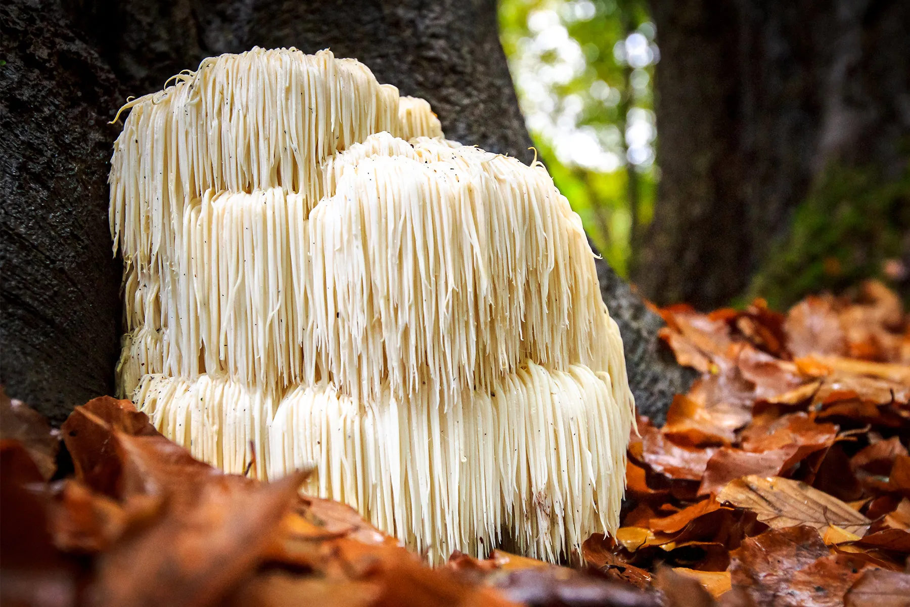 Lion's Mane mushroom for cognitive support