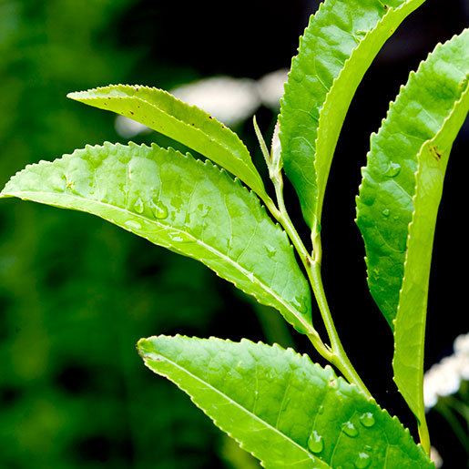 L-Theanine for calm focus