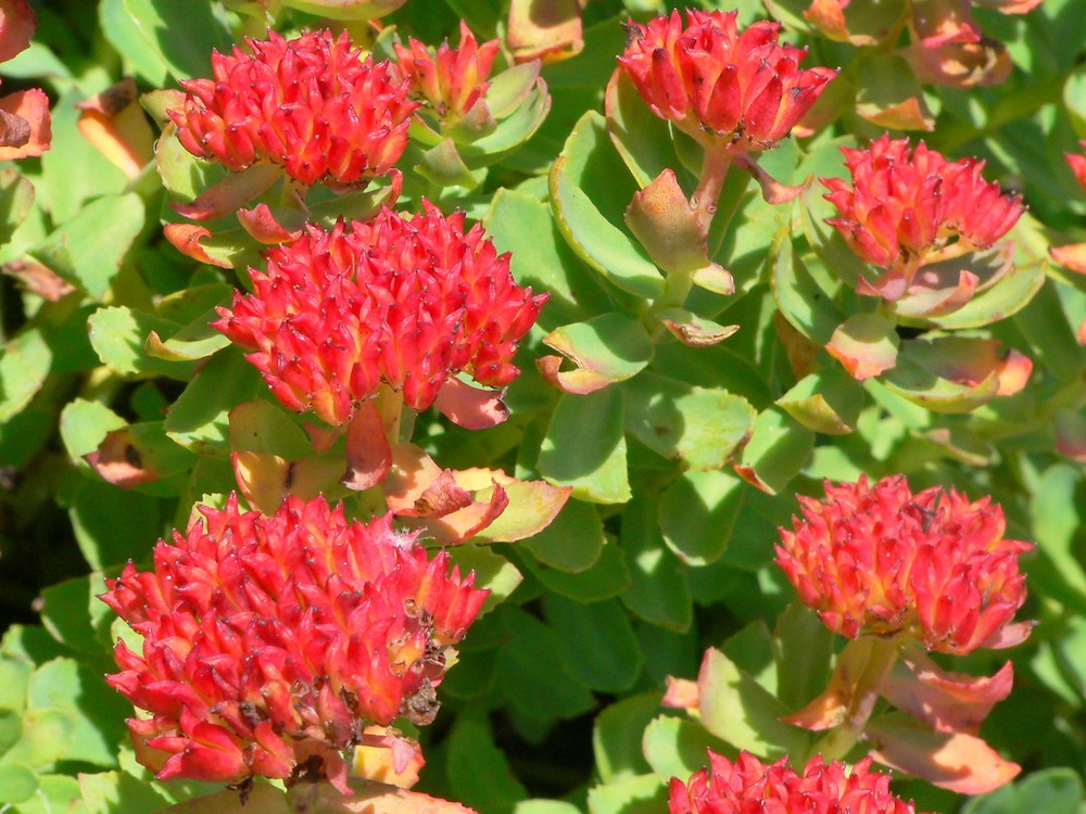 Rhodiola Rosea for mental fatigue